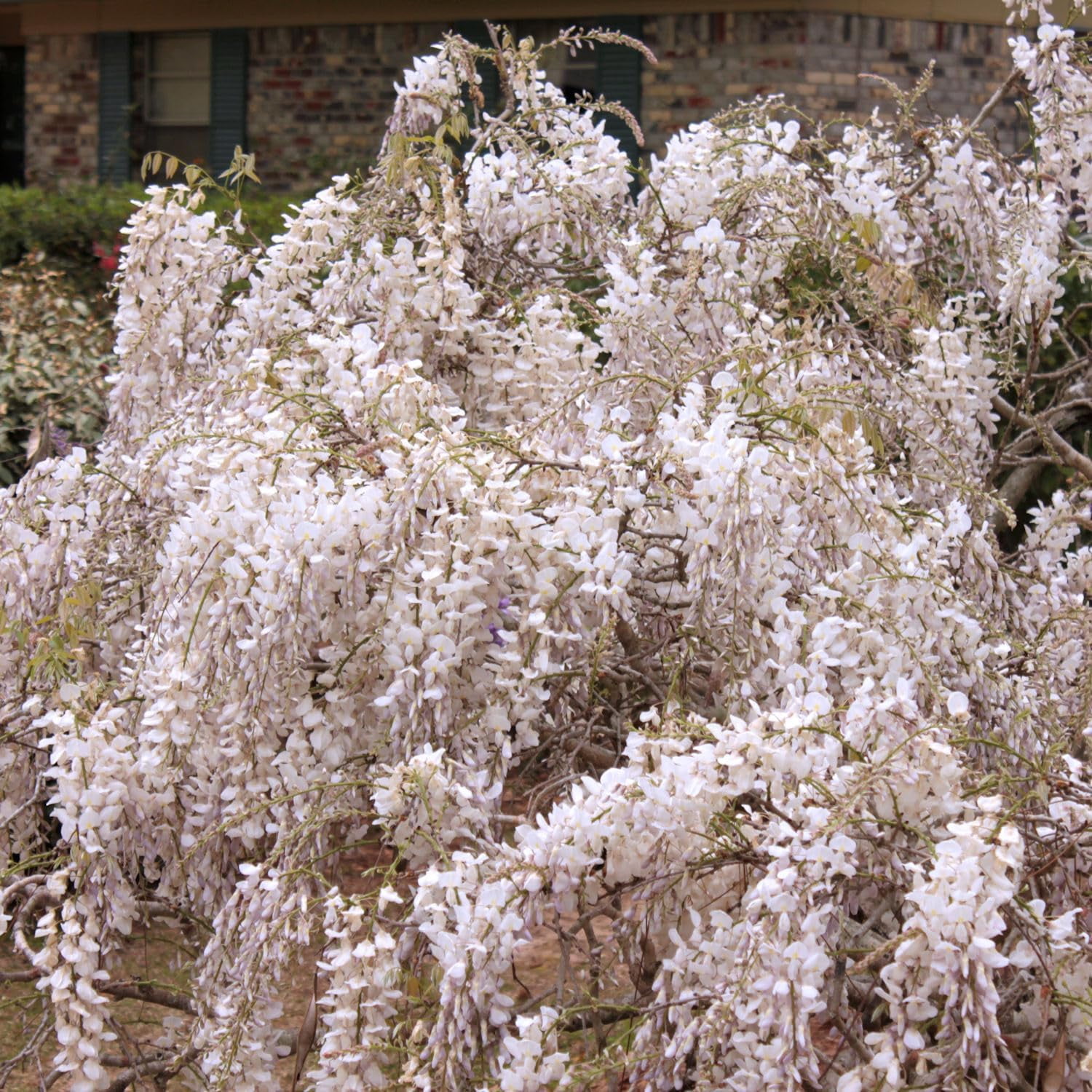 White Wisteria Vine Fragrant Wisteria floribunda 'Alba' 4" Pot
