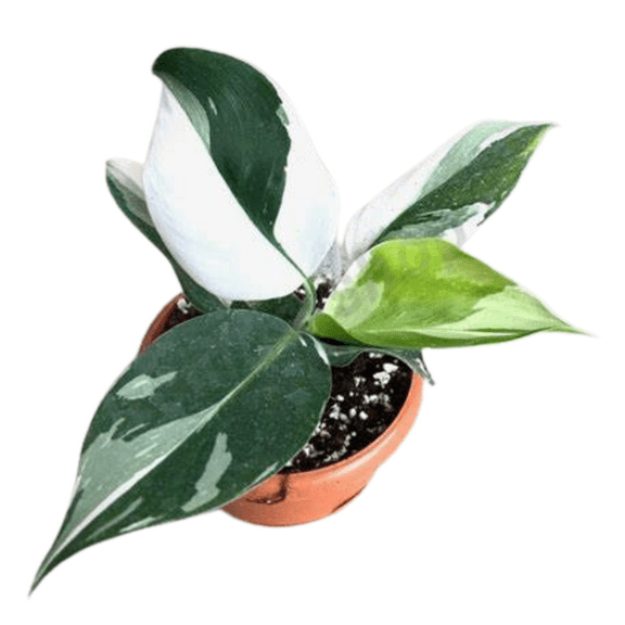 White Wizard PhilodendronTotemElegant indoor plant 8" Pot