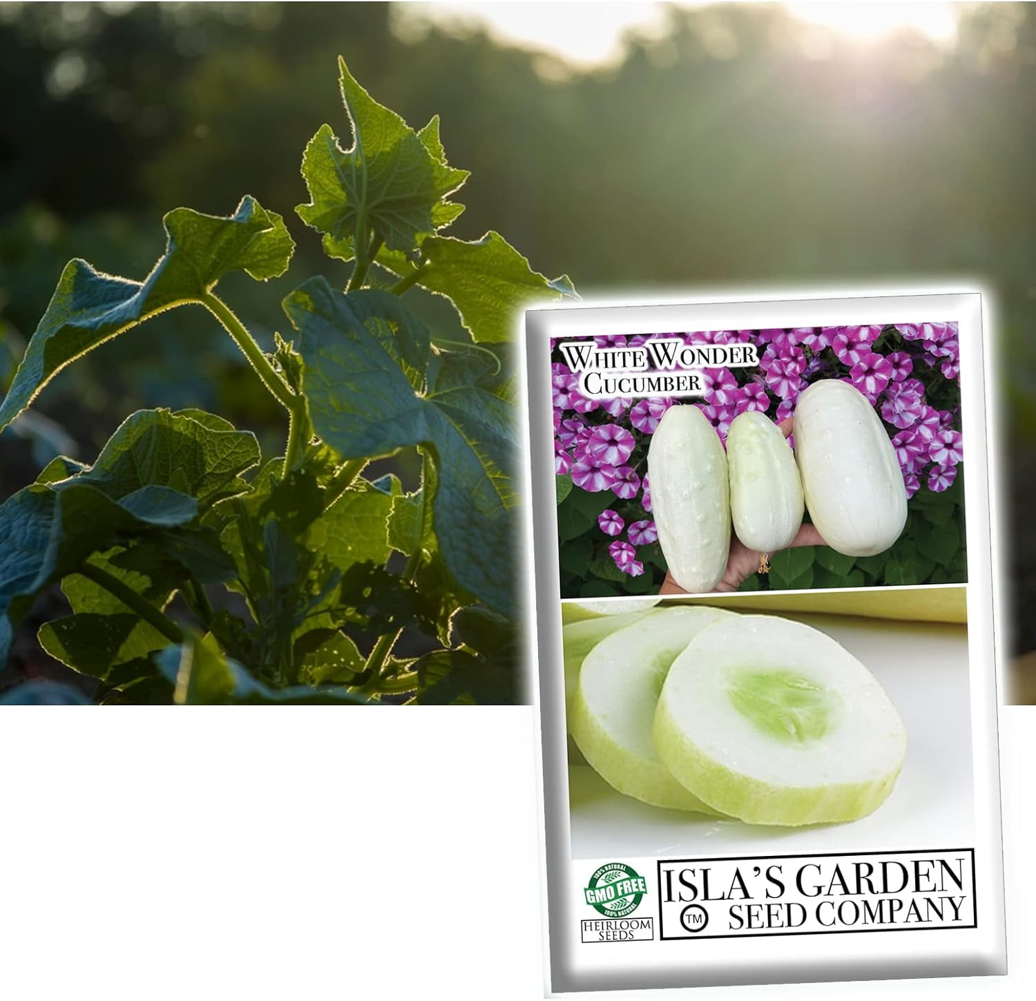 White Wonder Cucumber Seeds, 100 Heirloom Seeds Per Packet, Non GMO