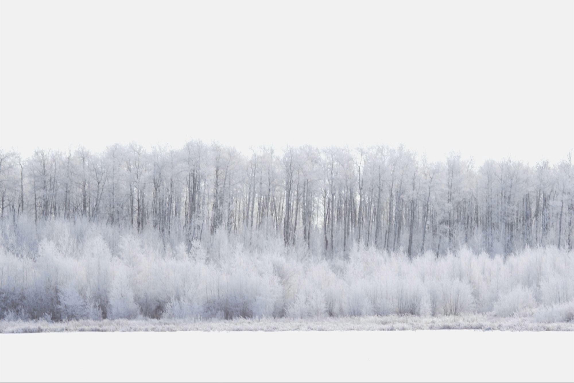 White Wonderland Canvas Art - Darren Greenwood Design Pics (34 x 22)