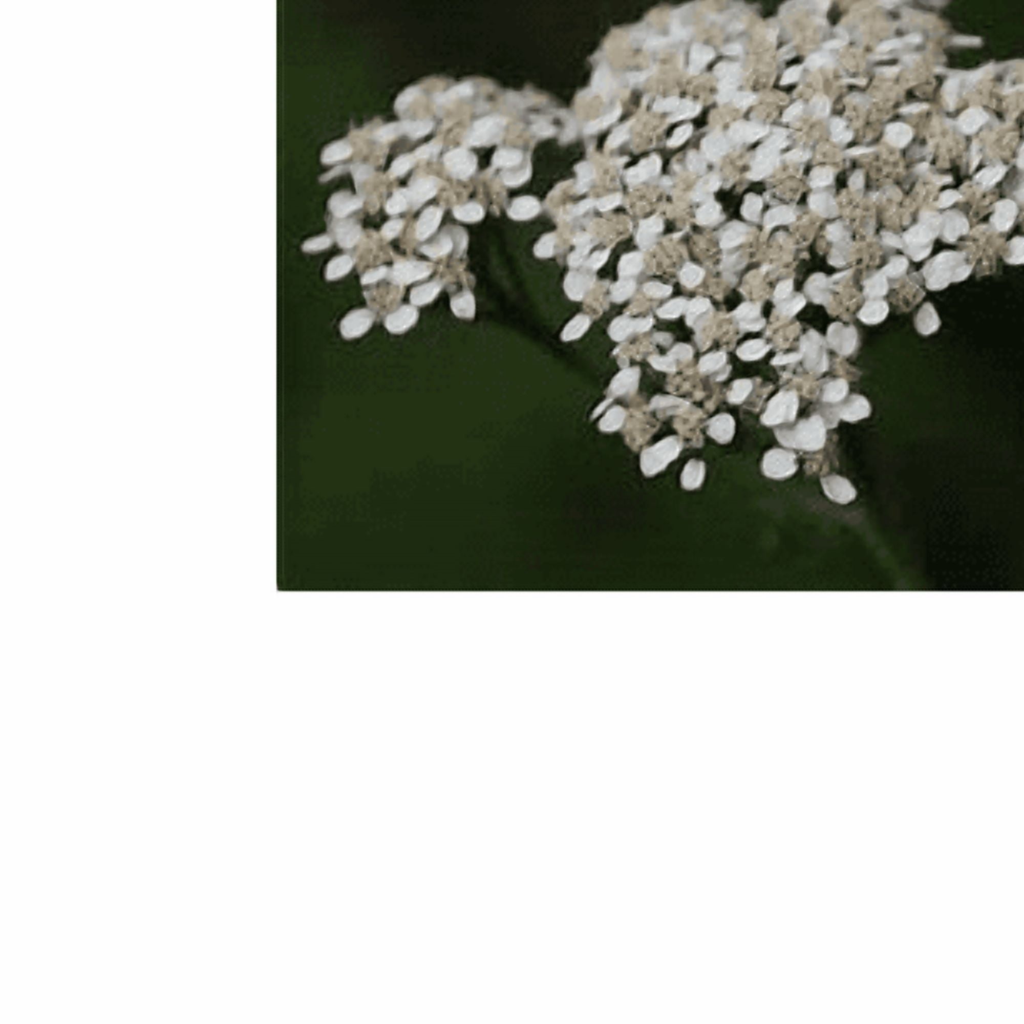 White Yarrow Nice Garden Flower by Seed Kingdom Bulk 1/4 Lb Seeds