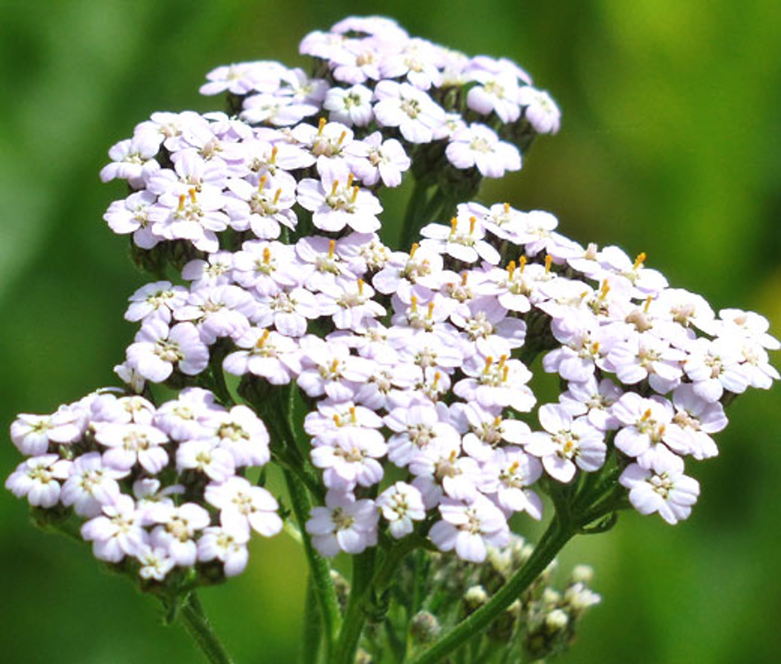 White Yarrow Seeds – 500 Seeds. 100% Pure Non-GMO Seeds for Herbal ...