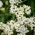 thumbnail image 1 of White Yarrow Wildflower Garden & Herb Seeds - 4 Oz - Perennial Wild Flower Herbal Gardening Seeds, 1 of 2