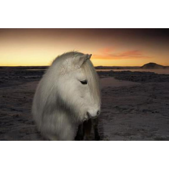 White Young Horse, Unframed Photographic Print Wall Art by ArcticImages Sold by ArtCom