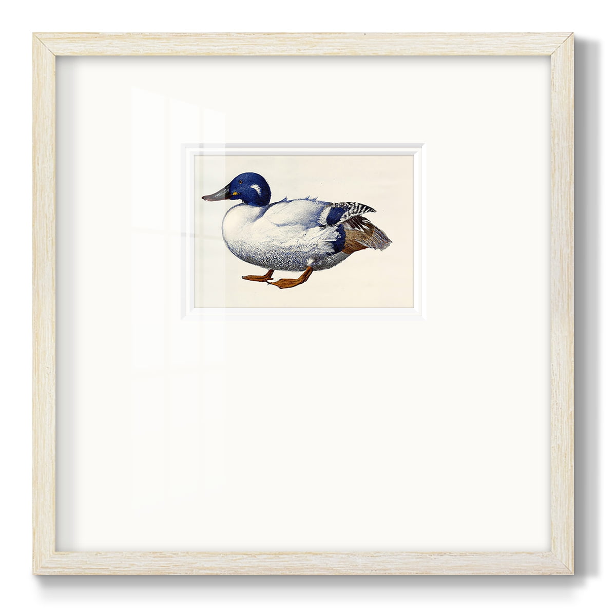 White and Blue MallardPremium Framed Print