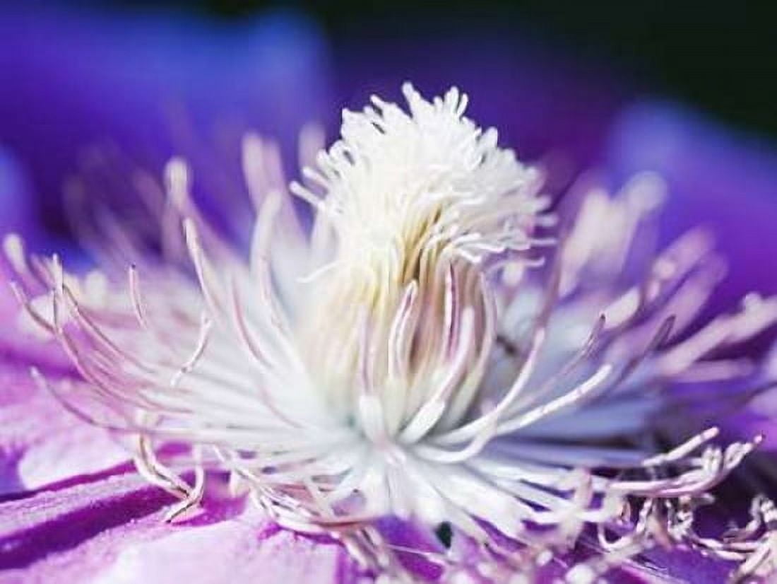 White and purple Canvas Art - Kirsten Riedt (18 x 24)