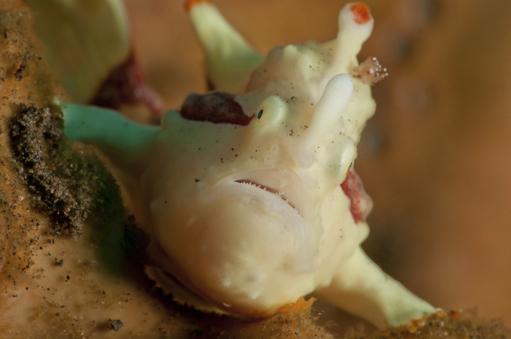 White and red clown frogfish Bali Indonesia Canvas Art - Mathieu MeurStocktrek Images (35 x 23)