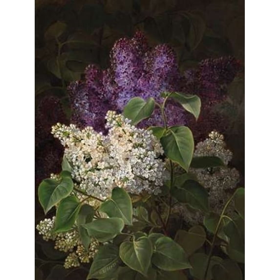 White and violet lilac Poster Print by Johan Laurentz Jensen (22 x 28)