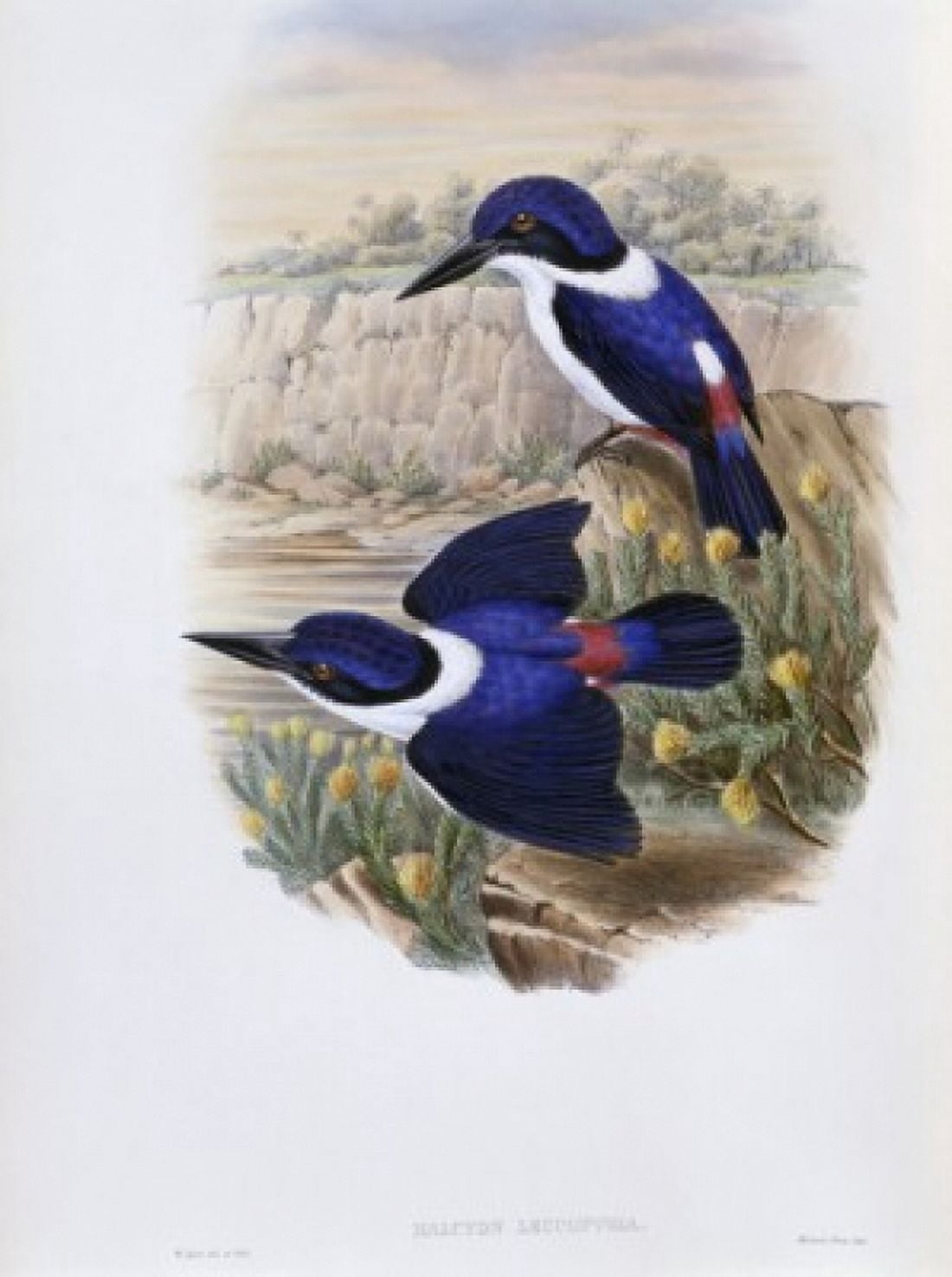 White-backed Kingfisher John Gould (1804-1881 British) Canvas Art - John Gould (18 x 24)