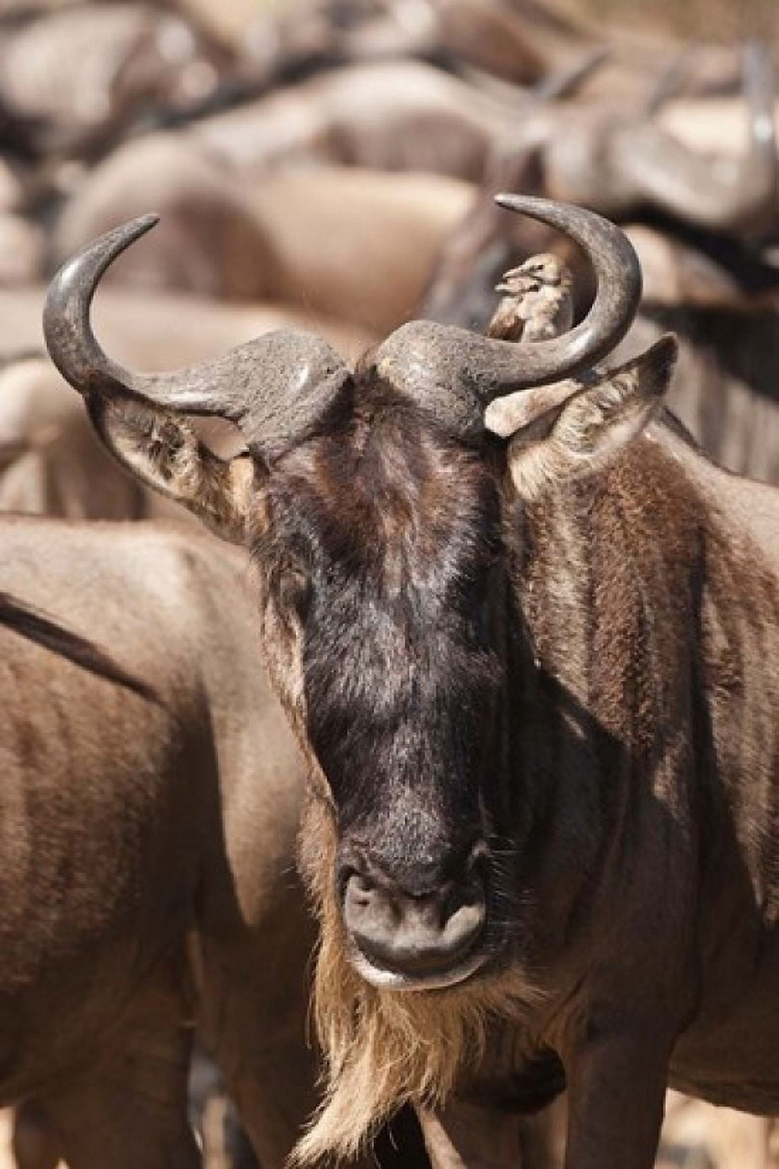 White-bearded Wildebeest Masai Mara Game Reserve Kenya Canvas Art - Joe & Mary Ann McDonald DanitaDelimont (24 x 36)