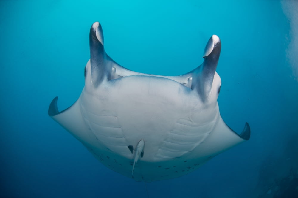 White-bellied giant oceanic manta ray Palau Micronesia Canvas Art - Mathieu MeurStocktrek Images (17 x 12)