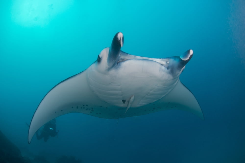 White-bellied giant oceanic manta ray Palau Micronesia Canvas Art - Mathieu MeurStocktrek Images (34 x 23)