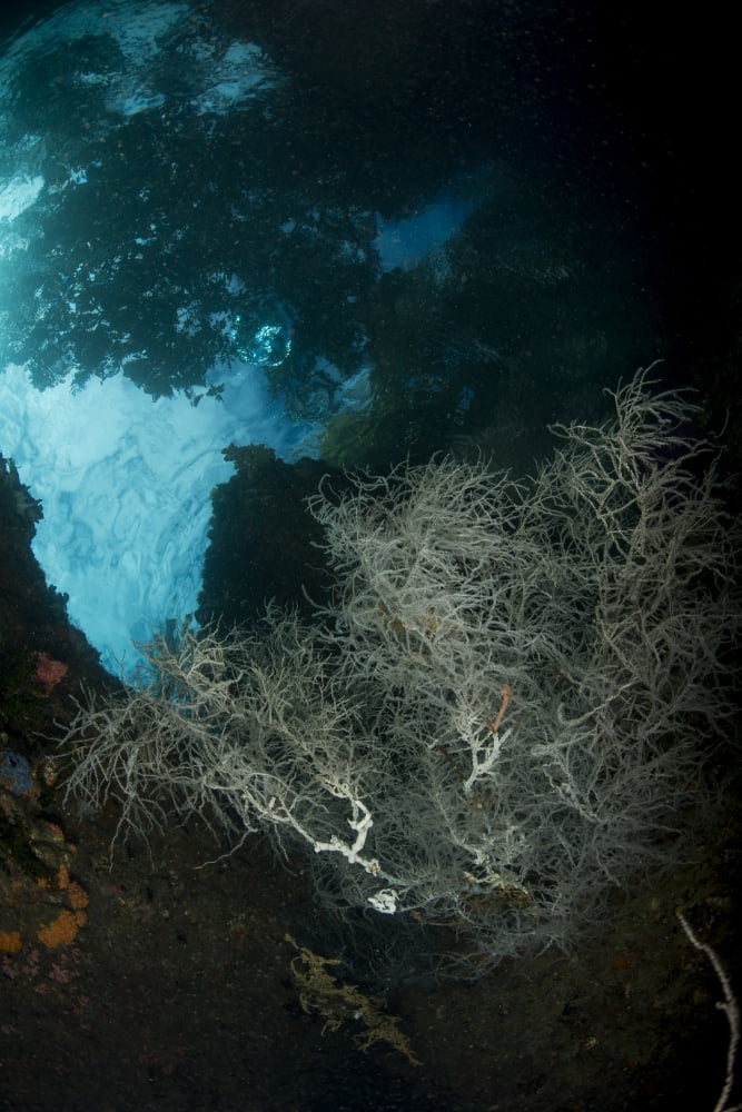 White black coral bush with overhanging tree shadows above Canvas Art - Mathieu MeurStocktrek Images (23 x 34)