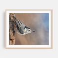 thumbnail image 1 of White-breasted Nuthatch in Minnesota - Photography Bird Wildlife Nature Woodland Animal Scenic Winter Oak Framed Wall Art Print 8 x 10 inches, 1 of 5