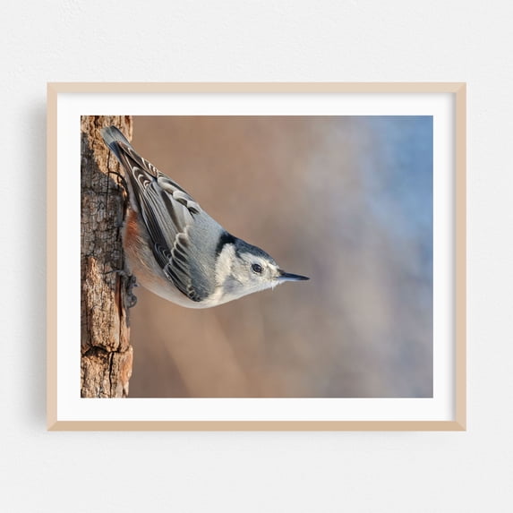 White-breasted Nuthatch in Minnesota - Photography Bird Wildlife Nature Woodland Animal Scenic Winter Oak Framed Wall Art Print 8 x 10 inches