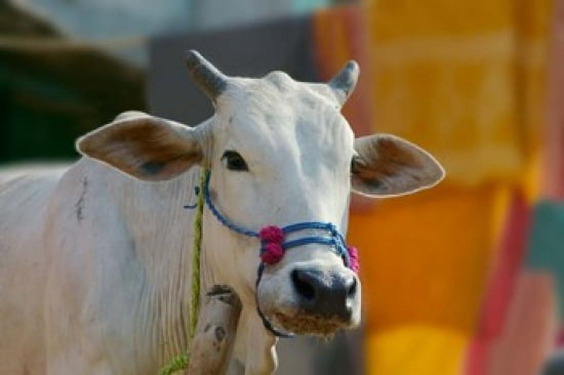 White cows Farm Animal Kansamari area Orissa India Canvas Art - Keren Su DanitaDelimont (26 x 17)