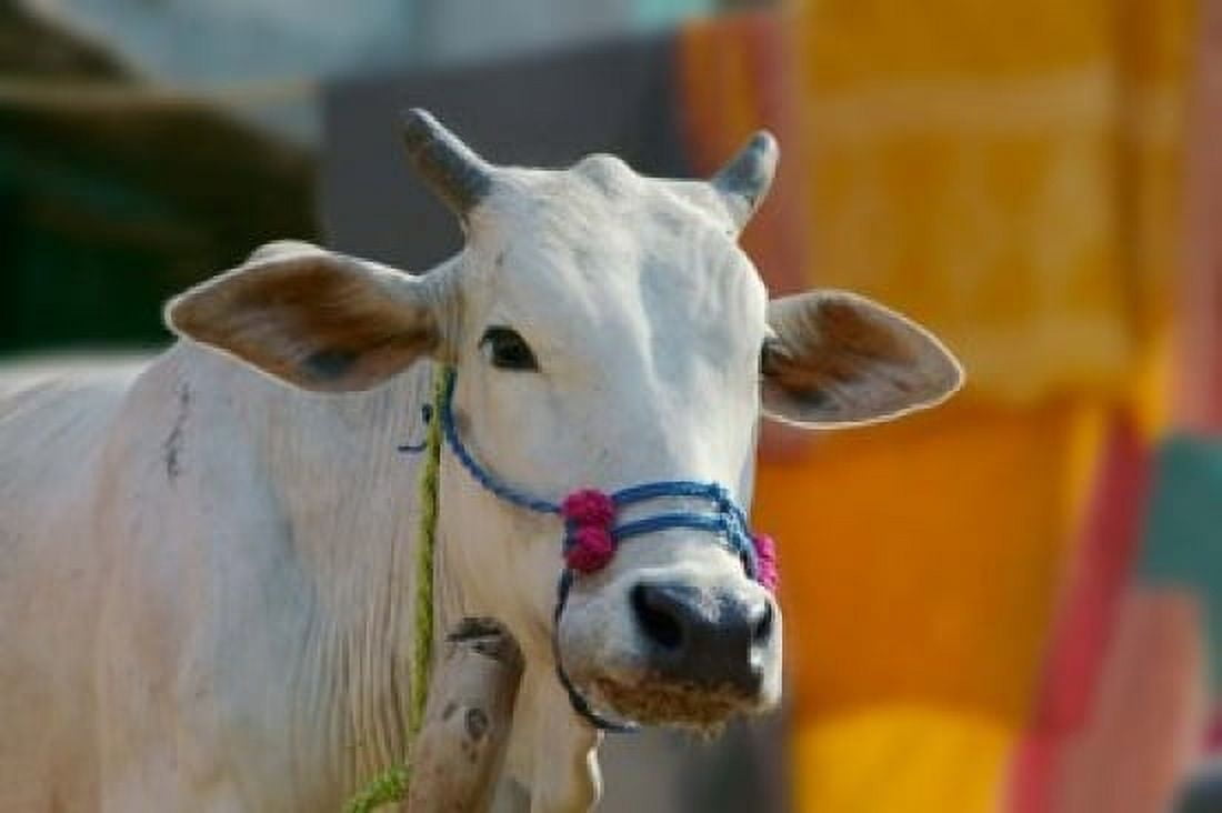 White cows Farm Animal Kansamari area Orissa India Canvas Art - Keren Su DanitaDelimont (36 x 24)