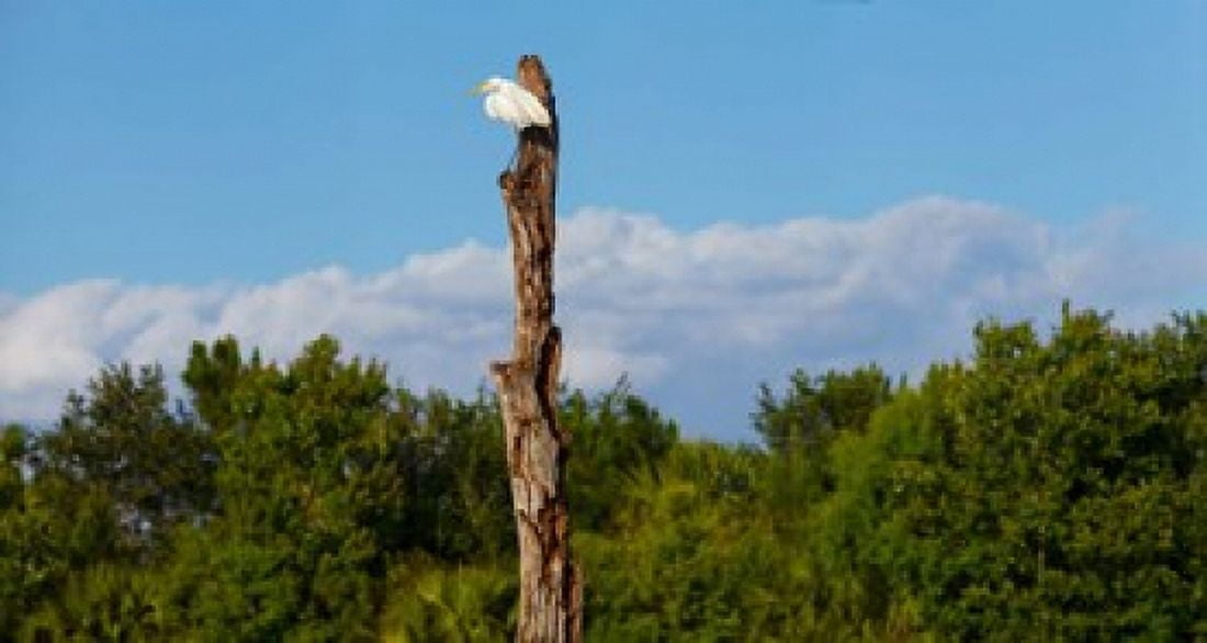 White crane on a dead tree Boynton Beach Florida USA Canvas Art - Panoramic Images (36 x 20)