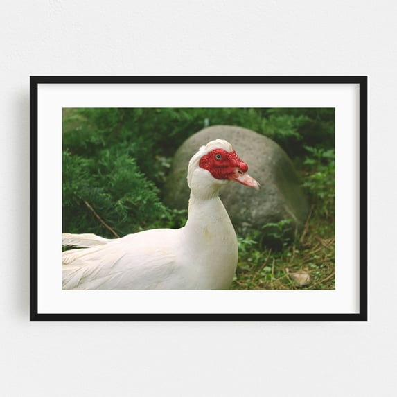 White duck. - Photography Wildlife Bird Animal Nature Farm Rural Pastoral Black Framed Wall Art Print 24 x 36 inches