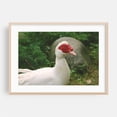 thumbnail image 1 of White duck. - Photography Wildlife Bird Animal Nature Farm Rural Pastoral Oak Framed Wall Art Print 5 x 7 inches, 1 of 6