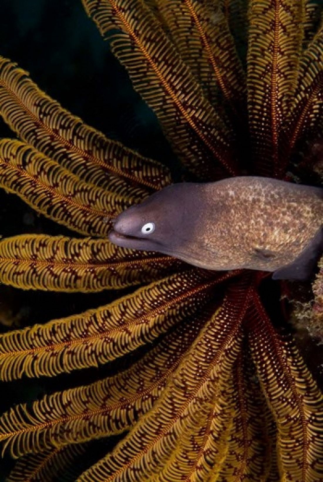 White-eye moray eel and coral Canvas Art - Jaynes Gallery DanitaDelimont (24 x 36)