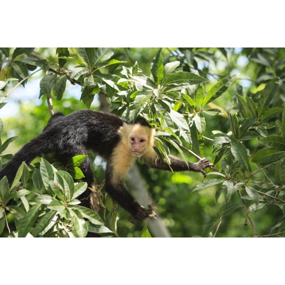 White-faced Capuchin Monkey. Native to Central America. Roatan, Bay Islands, Honduras Poster Print by Stuart Westmorland (18 x 24)
