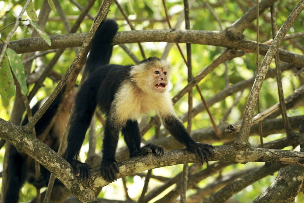 White-faced Capuchin monkey (Cebus capucinus) Costa Rica Canvas Art - Panoramic Images (36 x 12)