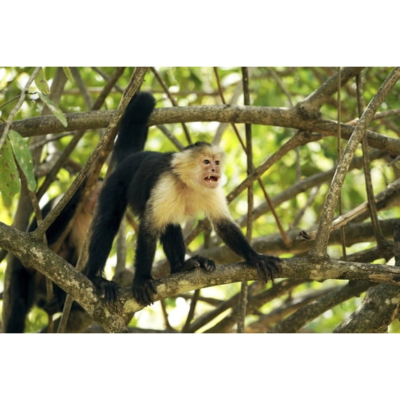 White-faced Capuchin monkey (Cebus capucinus), Costa Rica Poster Print (36 x 12)