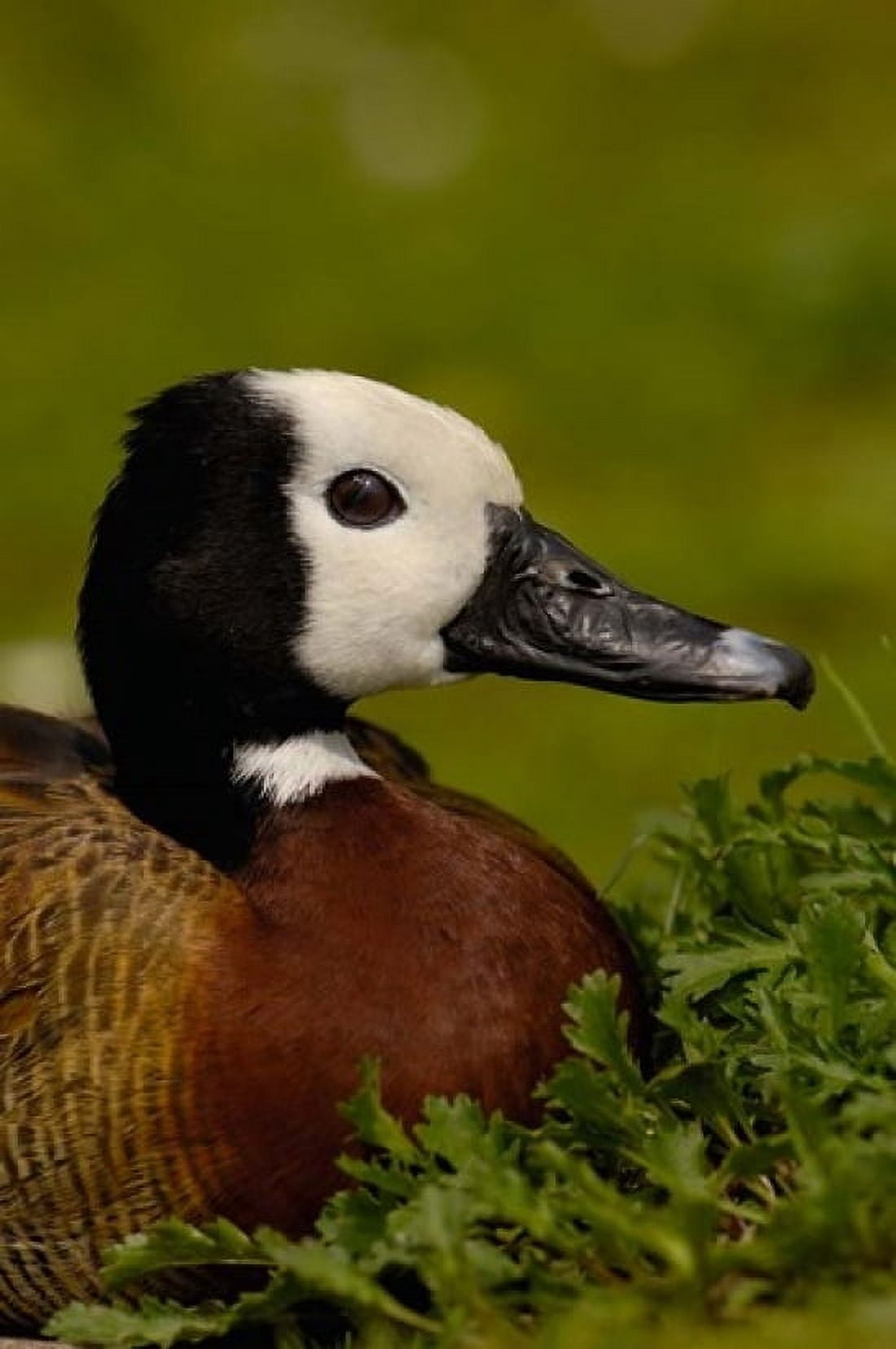 White-faced Whistling Duck England Canvas Art - Pete Oxford DanitaDelimont (18 x 24)