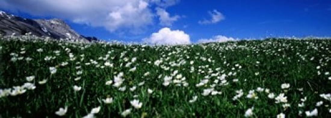 White flowers in a field French Riviera Provence-Alpes-Cote dAzur France Canvas Art - Panoramic Images (18 x 7)