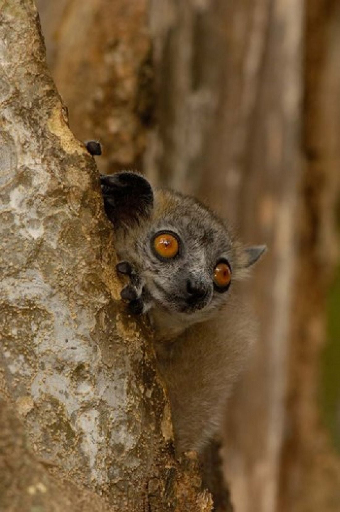 White-footed sportive lemur Berenty Reserve MADAGASCAR Canvas Art - Pete Oxford DanitaDelimont (25 x 38)