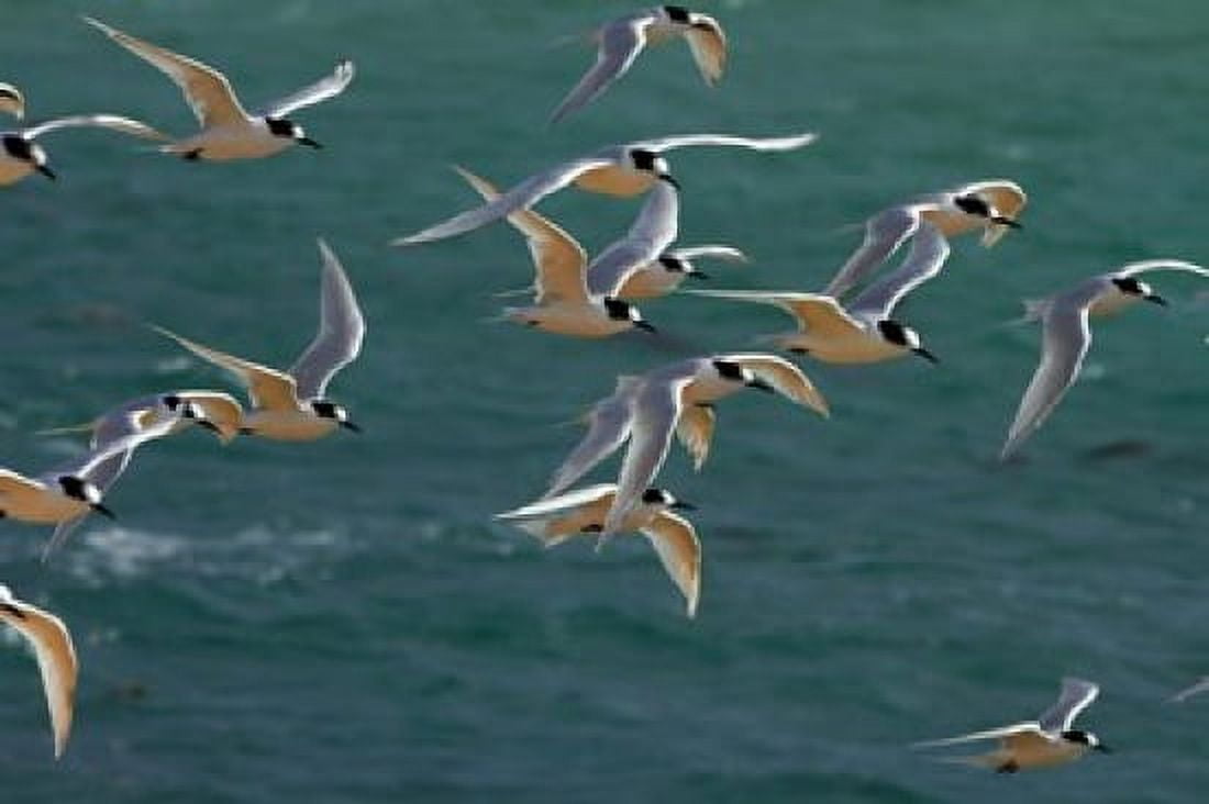 White-fronted Terns Aramoana Dunedin Otago New Zealand Canvas Art - David Wall DanitaDelimont (26 x 18)