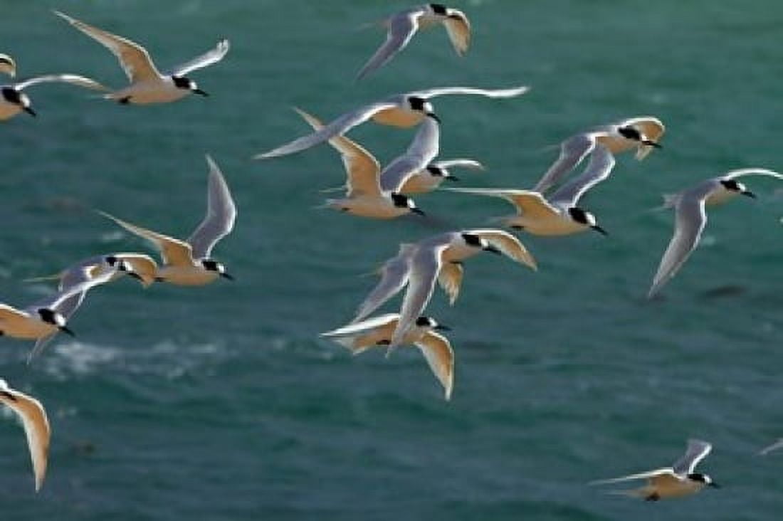 White-fronted Terns Aramoana Dunedin Otago New Zealand Canvas Art - David Wall DanitaDelimont (36 x 24)