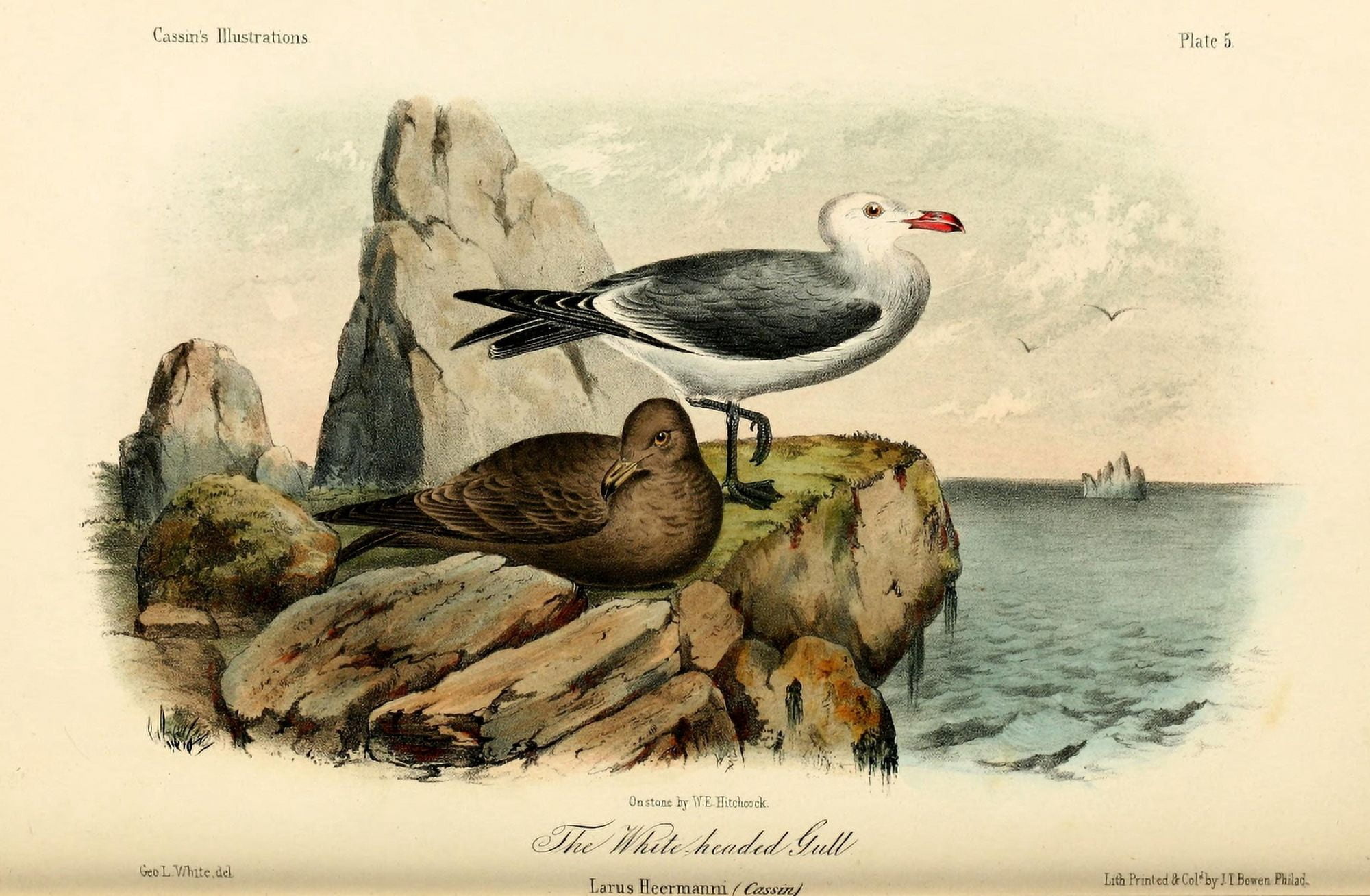 White-headed Gull Canvas Art - WE Hitchcock (24 x 36)
