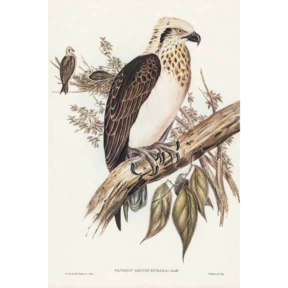 White-headed Osprey-Pandion leucocephalus Poster Print - John Gould (24 x 36)
