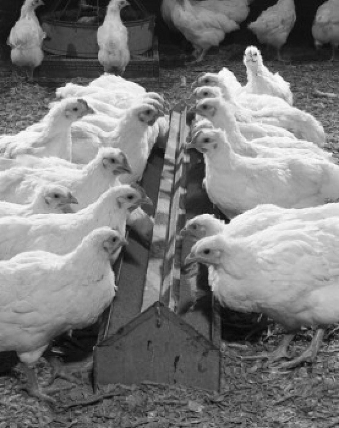 White hens on farm Canvas Art - (24 x 36)