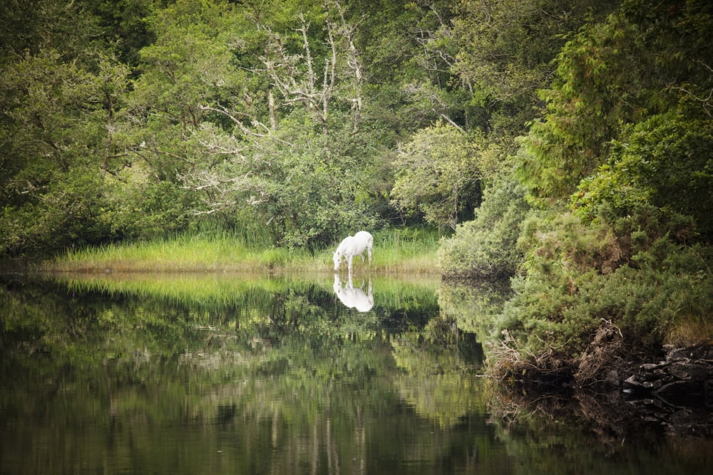 White horse drinking water from a stream by a lush green woodland County Galway Ireland Canvas Art - Peter McCabe Design Pics (19 x 12)