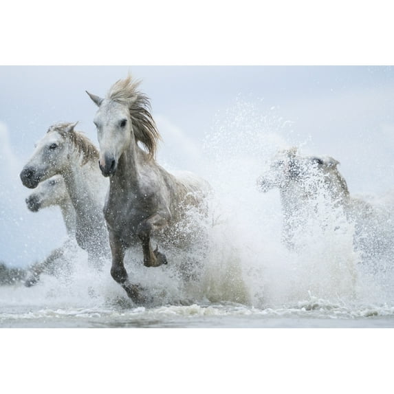 White horses of Camargue running out of the water; Camargue France by Robert Postma / Design Pics