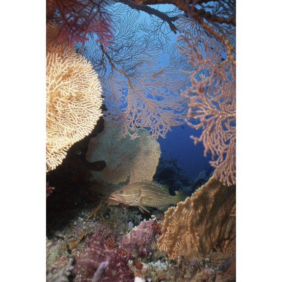 White-lined grouper and sea fans Indonesia Canvas Art - Beverly FactorStocktrek Images (12 x 17)