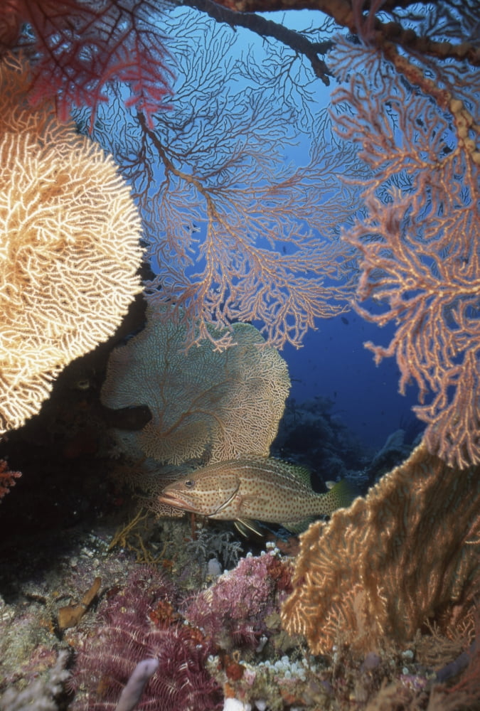 White-lined grouper and sea fans Indonesia Canvas Art - Beverly FactorStocktrek Images (23 x 34)