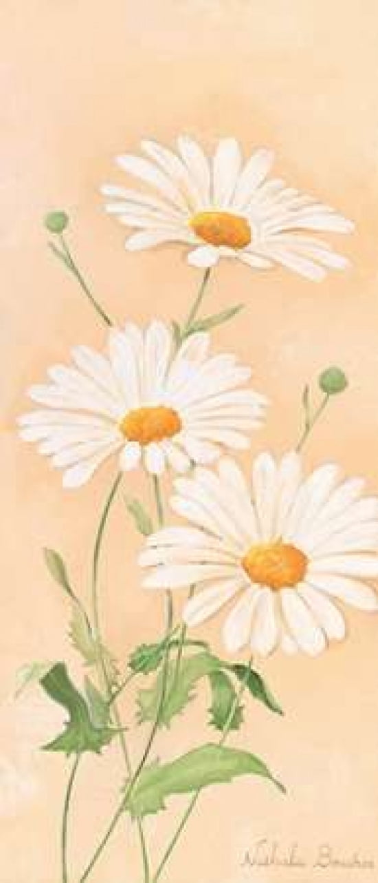 White margarite III Canvas Art - Nathalie Boucher (10 x 20)