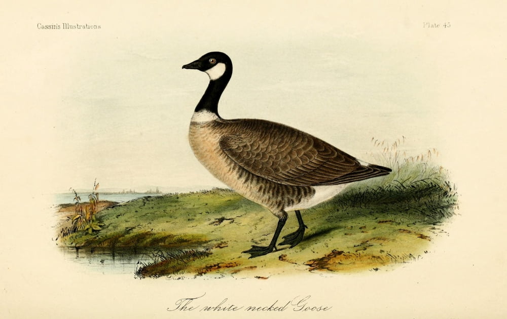 White-necked Goose Canvas Art - WE Hitchcock (24 x 36)