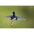 thumbnail image 1 of White-necked Jacobin hovering Poster Print by Ken Archer (24 x 36), 1 of 3