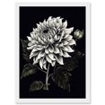 thumbnail image 1 of White on Black Dahlia Flower Bloom Illustration Artwork Framed Wall Art Print A4, 1 of 4