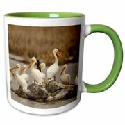 White pelican, double-breasted cormorant birds, MT - US27 CHA2269 - Chuck Haney 11oz Two-Tone Green Mug mug-91989-7