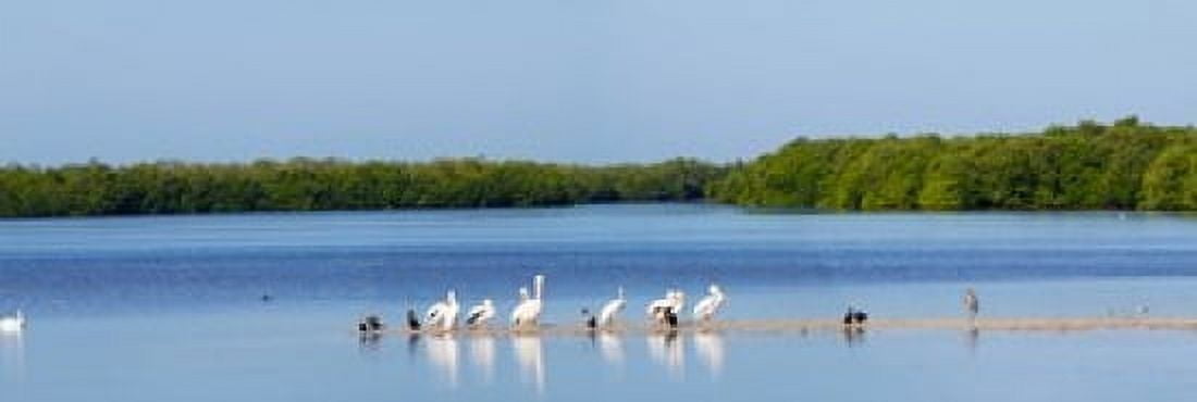 White pelicans on Sanibel Island Florida USA Canvas Art - Panoramic Images (36 x 12)