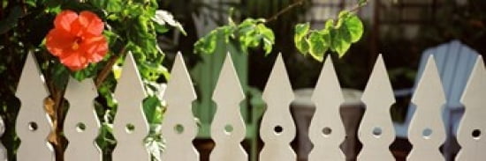 White picket fence and red hibiscus flower along Whitehead Street Key West Monroe County Florida USA Canvas Art - Panoramic Images (36 x 13)