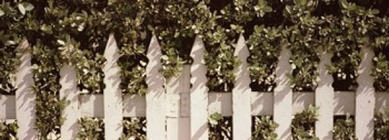 White picket fence surrounded by bushes along Truman Avenue Key West Monroe County Florida USA Canvas Art - Panoramic Images (36 x 13)