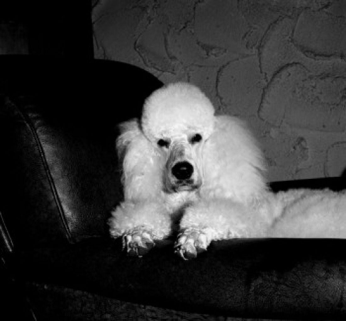 White poodle on sofa Canvas Art - (18 x 24)