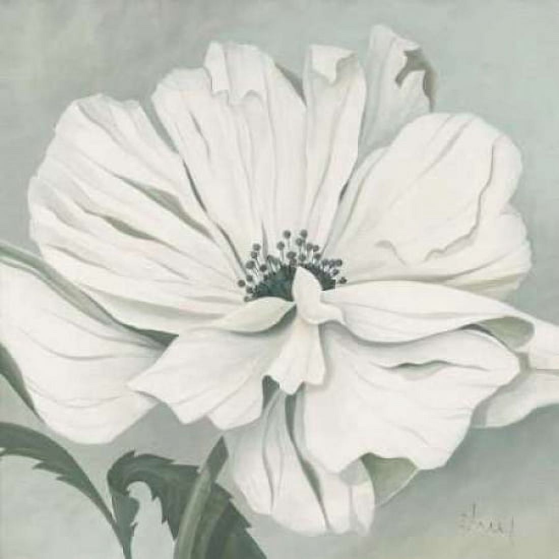 White poppy Canvas Art - Franz Heigl (24 x 24)